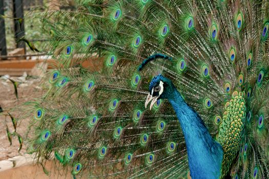 Peacock to spread his tail, showing its feathers. Close up portrait of peacock 