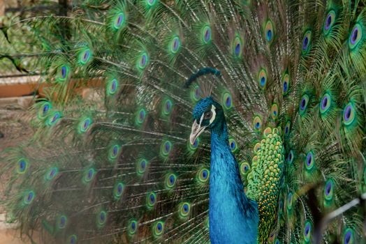 Peacock to spread his tail, showing its feathers. Close up portrait of peacock 