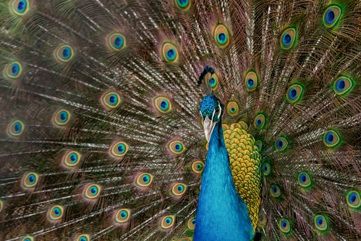Peacock to spread his tail, showing its feathers. Close up portrait of peacock 
