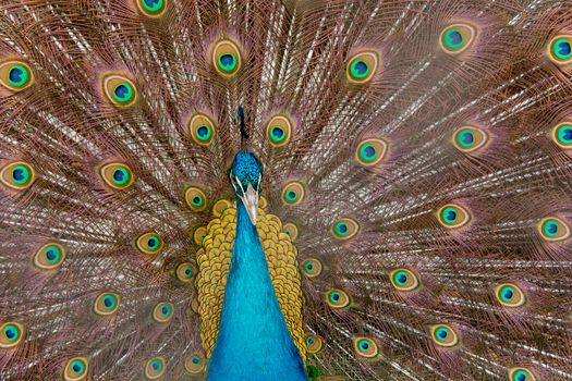 Peacock to spread his tail, showing its feathers. Close up portrait of peacock 
