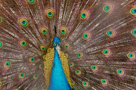 Peacock to spread his tail, showing its feathers. Close up portrait of peacock 