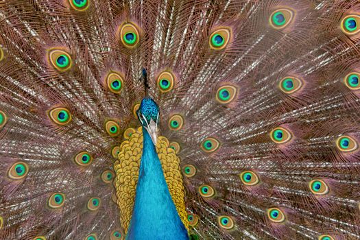 Peacock to spread his tail, showing its feathers. Close up portrait of peacock 