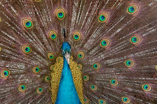 Peacock to spread his tail, showing its feathers. Close up portrait of peacock 