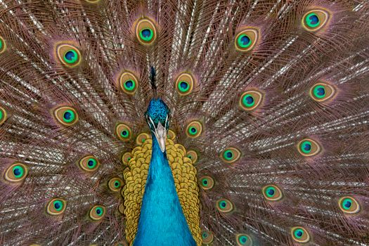 Peacock to spread his tail, showing its feathers. Close up portrait of peacock 