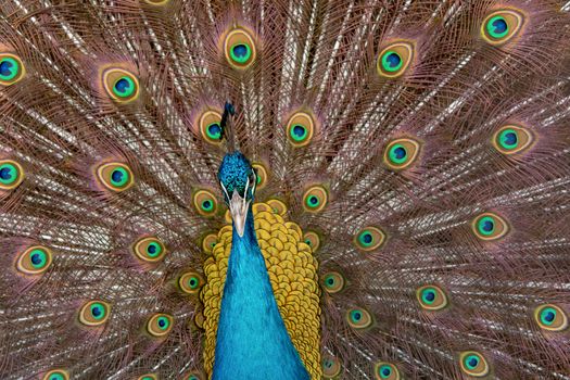Peacock to spread his tail, showing its feathers. Close up portrait of peacock 