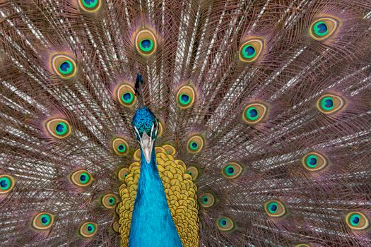 Peacock to spread his tail, showing its feathers. Close up portrait of peacock 