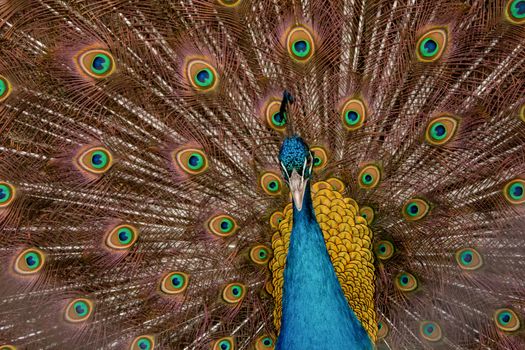 Peacock to spread his tail, showing its feathers. Close up portrait of peacock 
