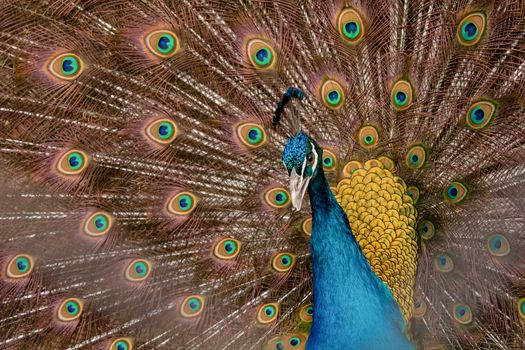 Peacock to spread his tail, showing its feathers. Close up portrait of peacock 