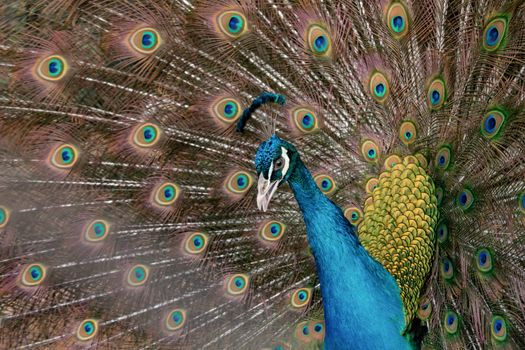 Peacock to spread his tail, showing its feathers. Close up portrait of peacock 