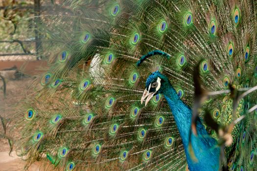 Peacock to spread his tail, showing its feathers. Close up portrait of peacock 