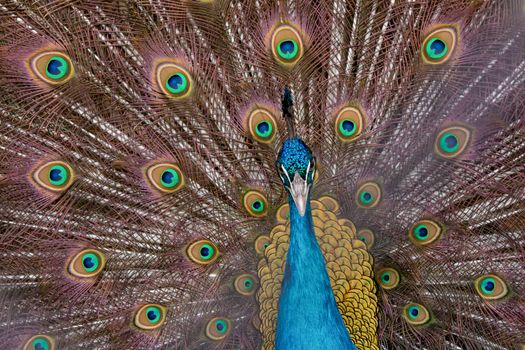 Peacock to spread his tail, showing its feathers. Close up portrait of peacock 