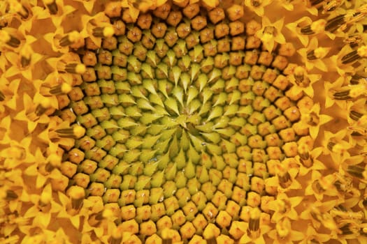 close up of a sunflower background
