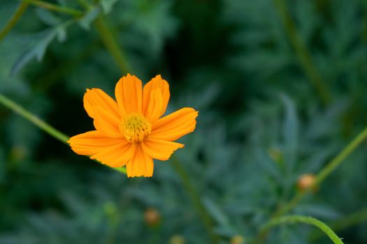 close up of summer sulfur Cosmos flower, Orange Cosmos flower