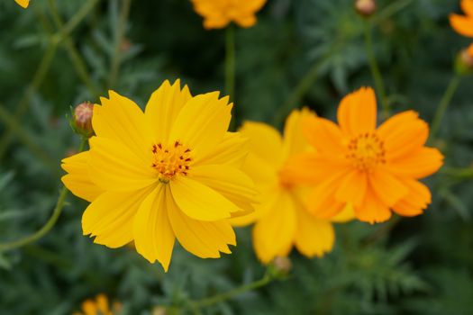 close up of summer sulfur Cosmos flower, yellow Cosmos flower