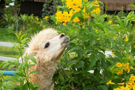 White alpaca is enjoying eating a leaf