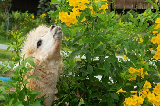 White alpaca is enjoying eating a leaf