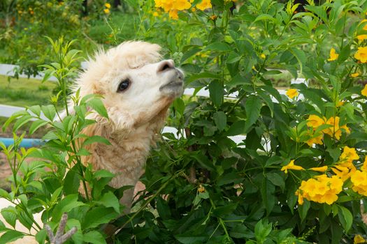 White alpaca is enjoying eating a leaf
