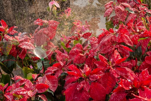 Red Poinsettia Flower, Euphorbia pulcherrima with dew drops