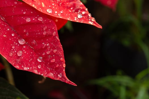 Red Poinsettia Flower, Euphorbia pulcherrima with dew drops