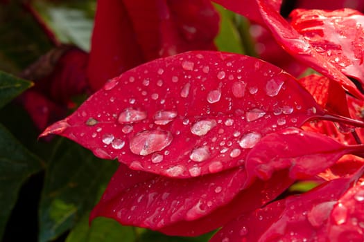 Red Poinsettia Flower, Euphorbia pulcherrima with dew drops