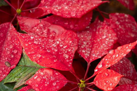 Red Poinsettia Flower, Euphorbia pulcherrima with dew drops