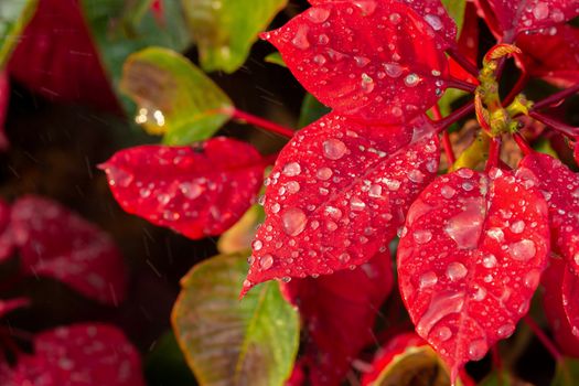 Red Poinsettia Flower, Euphorbia pulcherrima with dew drops