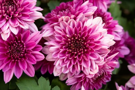close up pink autumnal chrysanthemum background