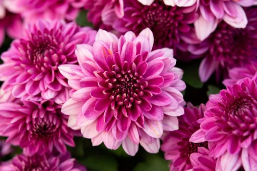 close up pink autumnal chrysanthemum background