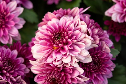 close up pink autumnal chrysanthemum background