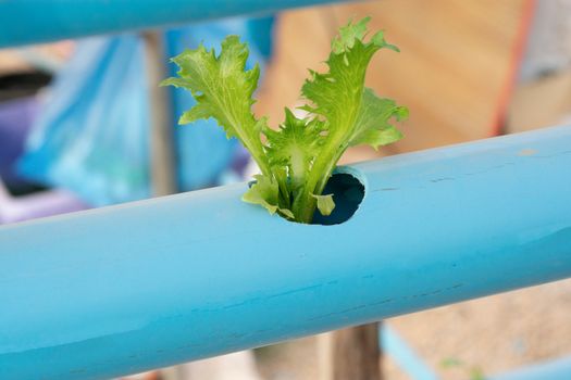 Hydroponic vegetables growing in Pvc pipe
