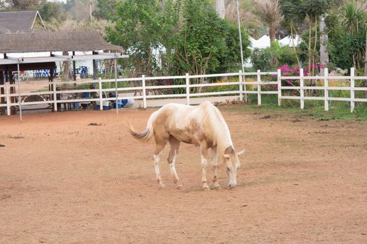 White horse in the stable

