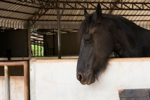 Head portrait of black horse in stable