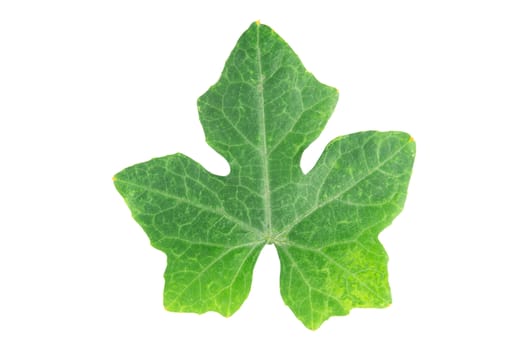 Ivy gourd leaves on white background with clipping path
