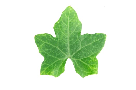 Ivy gourd leaves on white background with clipping path
