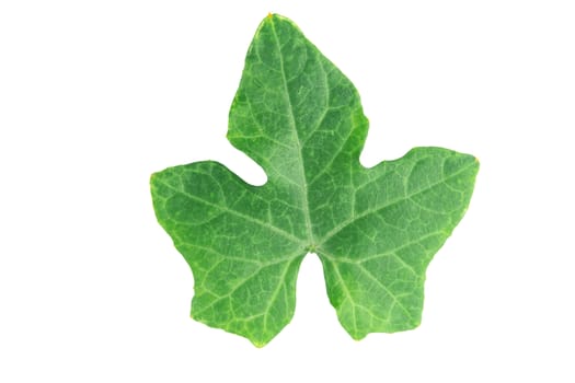 Ivy gourd leaves on white background with clipping path
