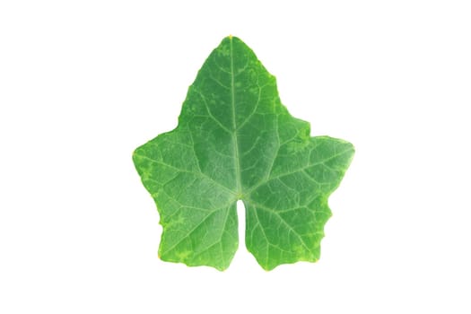 Ivy gourd leaves on white background with clipping path
