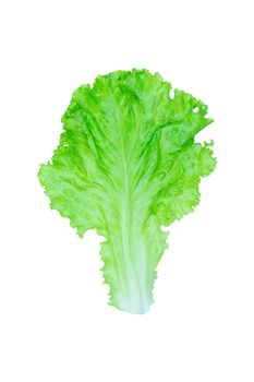 Salad leaf. Lettuce isolated on white background with clipping path