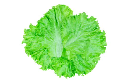 Salad leaf. Lettuce isolated on white background with clipping path