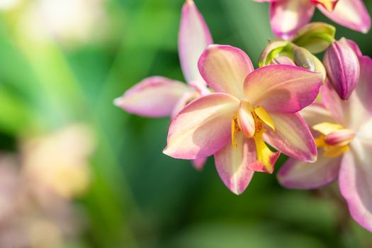 Beautiful blooming orchids in forest, On the bright sunshine