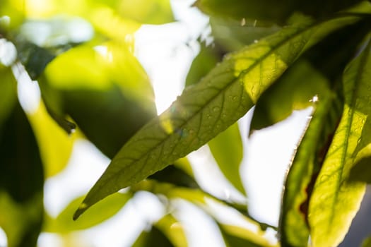 Close Up green leaf under sunlight in the garden. Natural background with copy space.