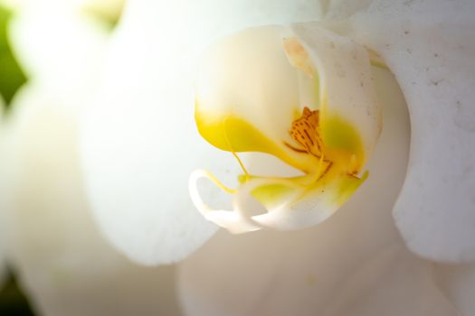 Beautiful blooming orchids in forest, On the bright sunshine