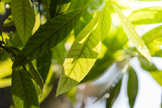 Close Up green leaf under sunlight in the garden. Natural background with copy space.