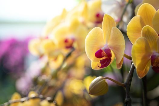 Beautiful blooming orchids in forest, On the bright sunshine