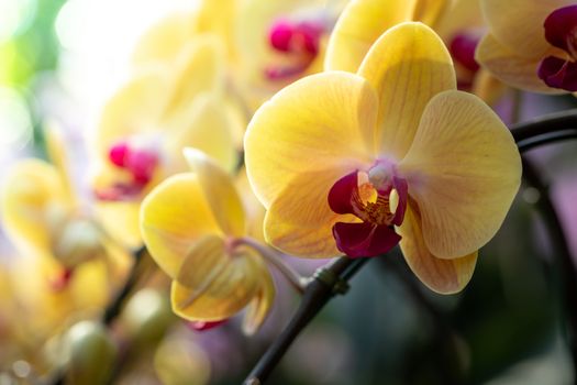 Beautiful blooming orchids in forest, On the bright sunshine