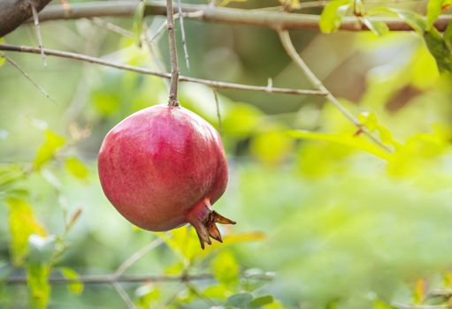 Pomegranate Fruit on Tree Branch. The Foliage on the Background