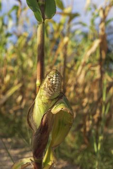 Close-up corn on the stalk in the corn field before harvest