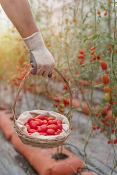 hands holding wooden basket with red tomatoes in garden