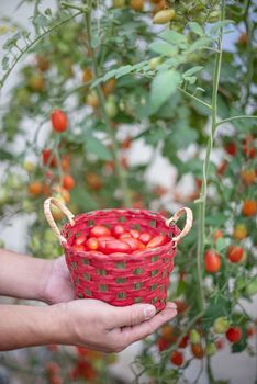 hands holding wooden basket with red tomatoes in garden