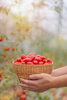 hands holding wooden basket with red tomatoes in garden
