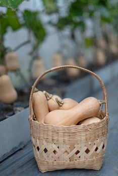 butternut squash in bamboo basket, harvesting fresh vegetables